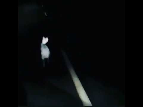Заяц не страдай ху*нёй