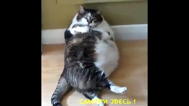 Кошара