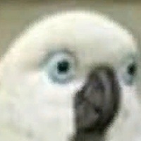 Николай Черепков