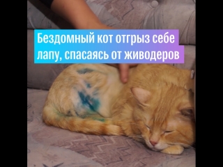 Кот из-под Смоленска отгрыз себе лапу, спасаясь от живодеров