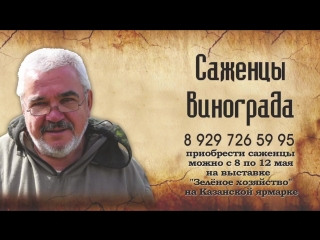 Утренний гость 2018. Как вырастить и выбрать саженец винограда