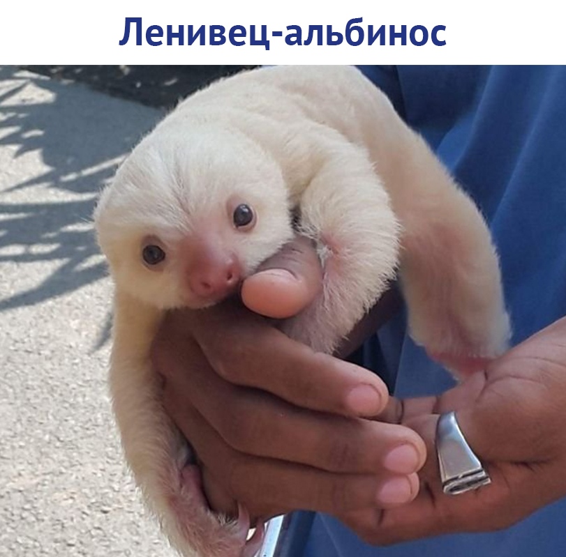 https://pp.userapi.com/c844724/v844724277/153257/PPDol3ljLSc.jpg