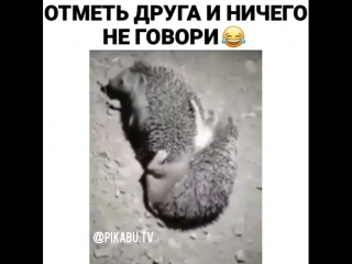 Многим было интересно, как занимаются сексом ежи. Вот вам. Смотрите. Ежики трахаются.