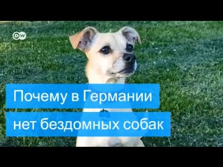 Почему в Германии нет бездомных собак