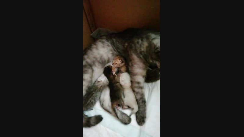 VID_20190213_101112.mp4