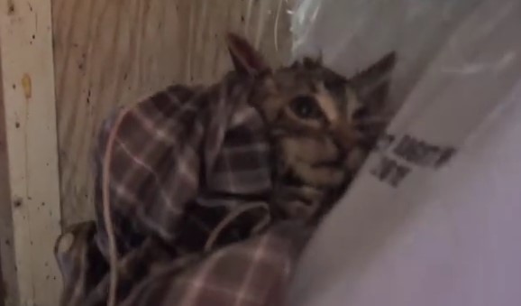 В ЮЖНОЙ КАРОЛИНЕ СПАСЛИ КОТЕНКА, ЗАСТРЯВШЕГО НА 5 ДНЕЙ В УЗКОЙ ТРУБЕ