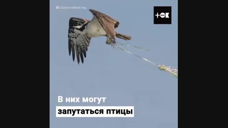 Doc523279_477448792.mp4