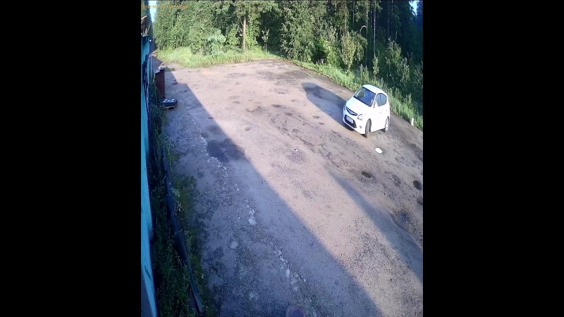 выкинул собак