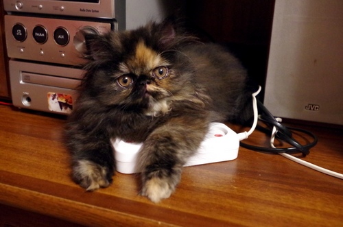 Кошки в нашей жизни. Кошки и все, что с ними связано.