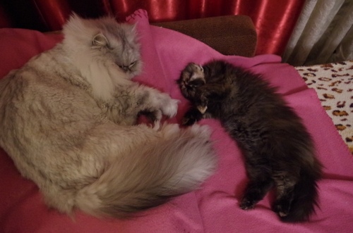 Кошки в нашей жизни. Кошки и все, что с ними связано.