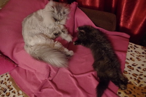 Кошки в нашей жизни. Кошки и все, что с ними связано.