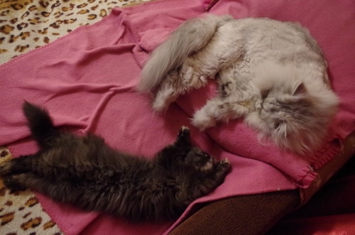 Кошки в нашей жизни. Кошки и все, что с ними связано.