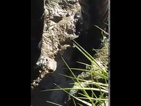 Thighboots in muddy creek