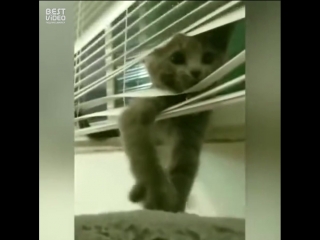 Без кота - жизнь не та!