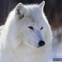 Татьяна Терешина |