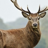 Игорь Рыжов | 