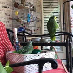 John 💍 Brenda📍Houston on Instagram: “Well she’s definitely wide awake now! 🎵🎤Butter-cu-Huuup!🎶 Time to take on our day! Baths first, clean cages (a...