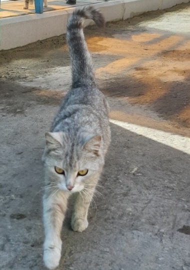 #нужна_финансовая_помощь@vmestepnz_animals #Динара_ID186
НУ