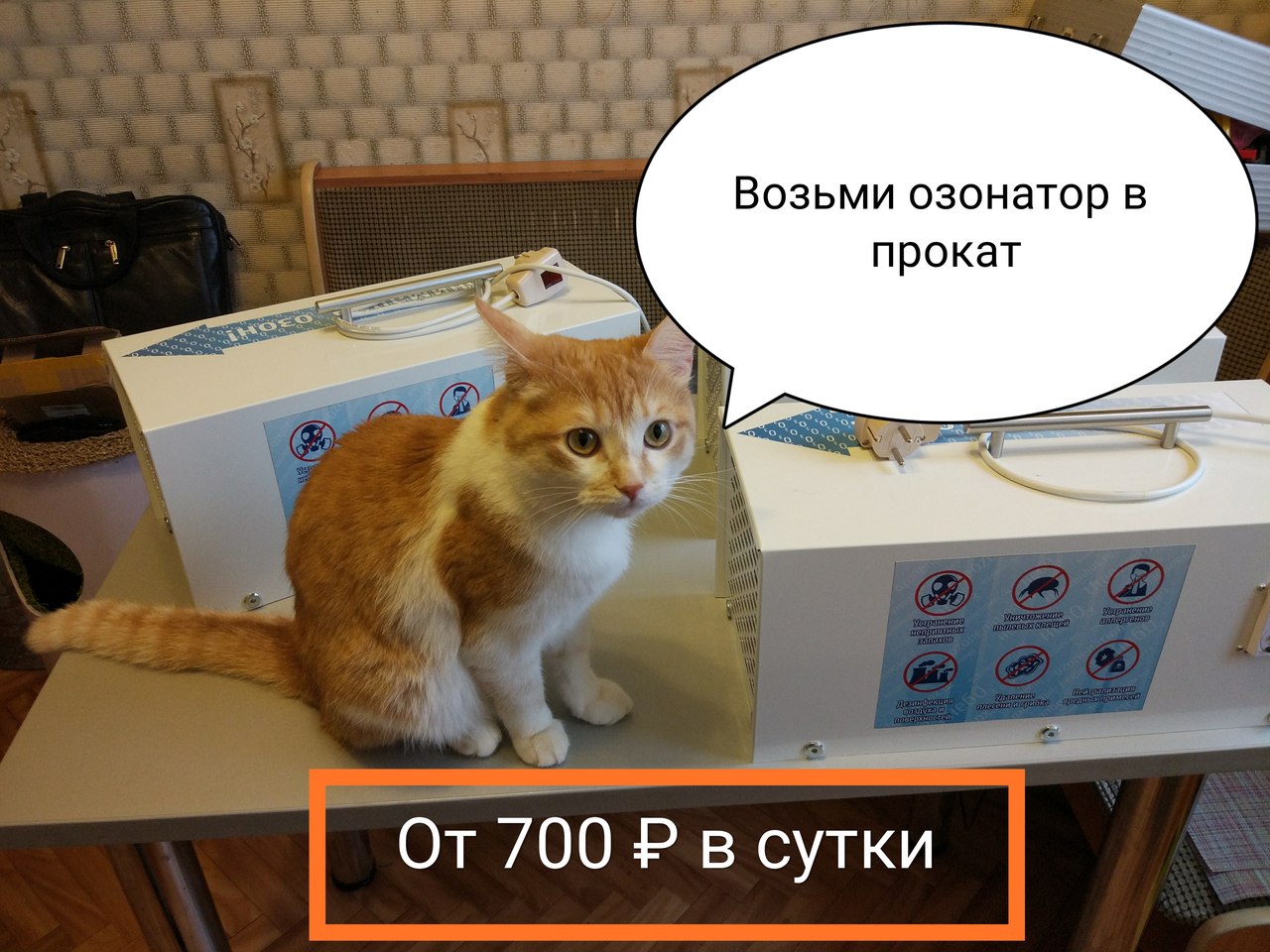 озонатор против запаха кошачьей мочи