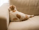 Кошачий список дел на вечер