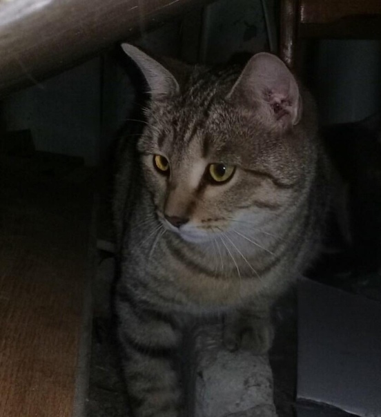 Дорогие друзья, давайте поможем найти дом молодому котику