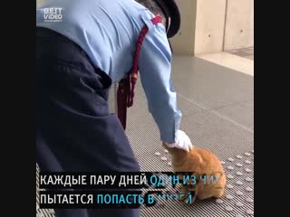Коты два года пытаются попасть в музей в Японии — пока безуспешно.