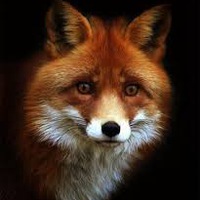 Рыжуля Ланова