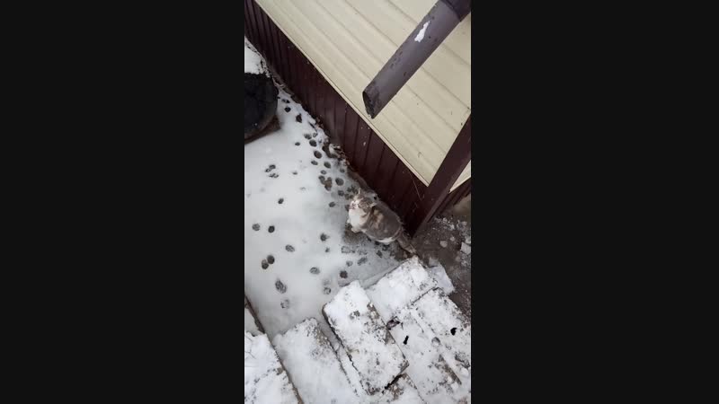 Кошка прикалывает