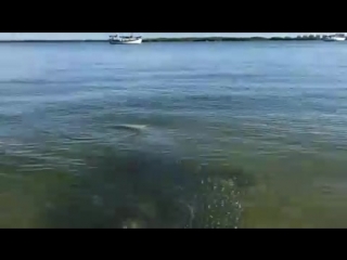 Неожиданная встреча в воде возле самого берега