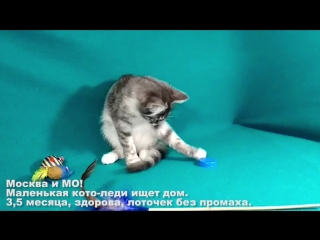 Котенок Лана ищет дом (Москва и МО)!
