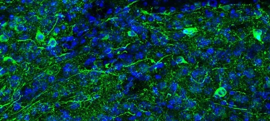 ��������� ��������� ����, ��� ���� ����� � ������