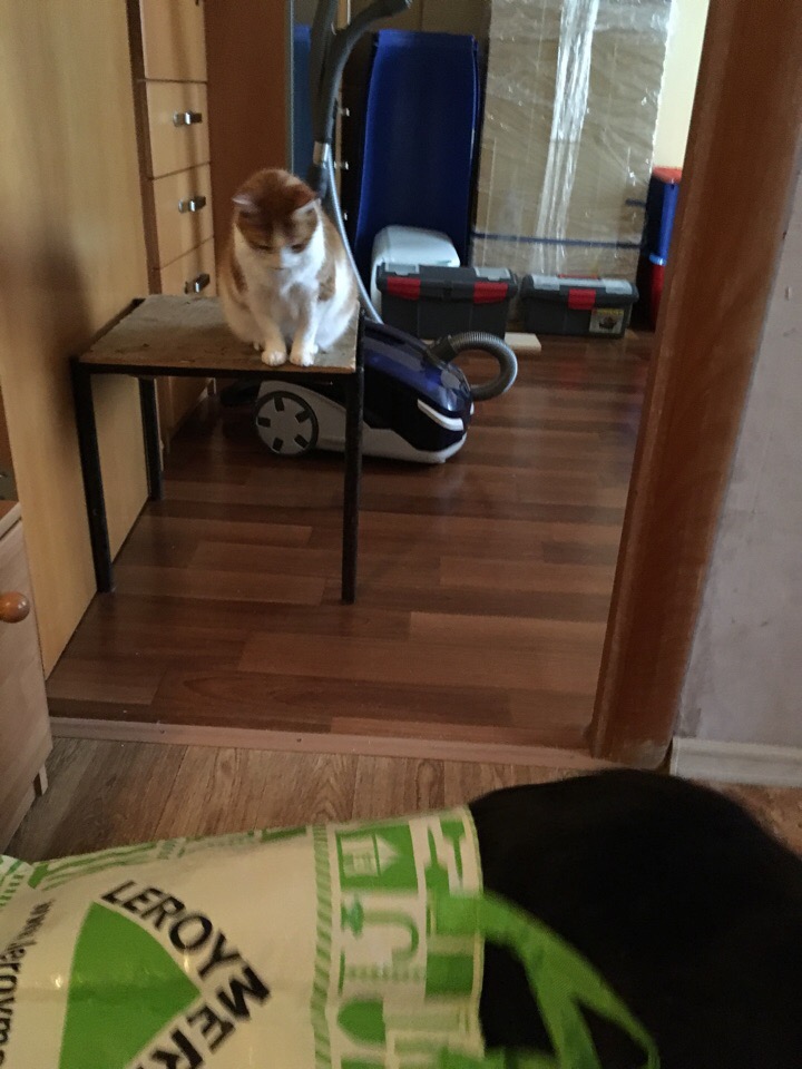 Кошки в нашей жизни. Кошки и все, что с ними связано.