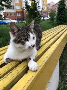 Прошу перепост 
СРОЧНО ТРЕБУЕТСЯ КУРАТОР И ПЕРЕДЕРЖКА!
Кот