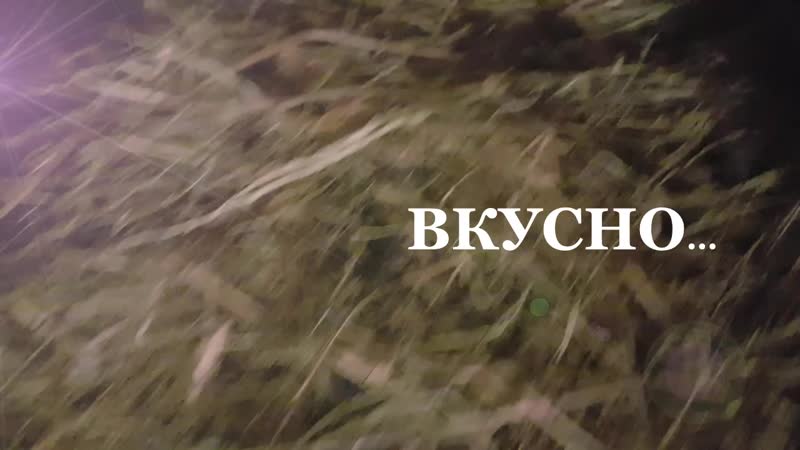 Услуги банщиков на выезде