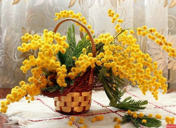 БУЛАТ ОКУДЖАВА и ИСААК ШВАРЦ... 