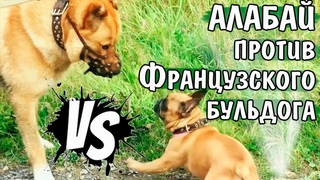 Алабай против Французского бульдога