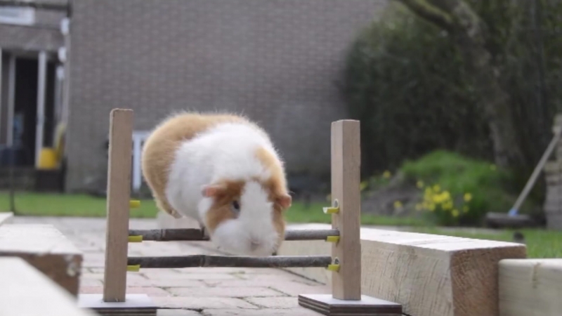 Guinea Pig Olympics - Parry Gripp