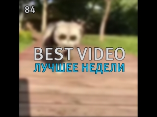 Best Video Лучшее Недели