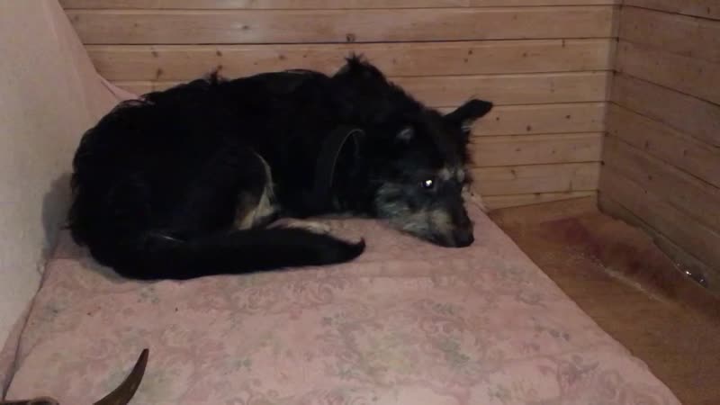 Пёсик Кузя в добрые руки!