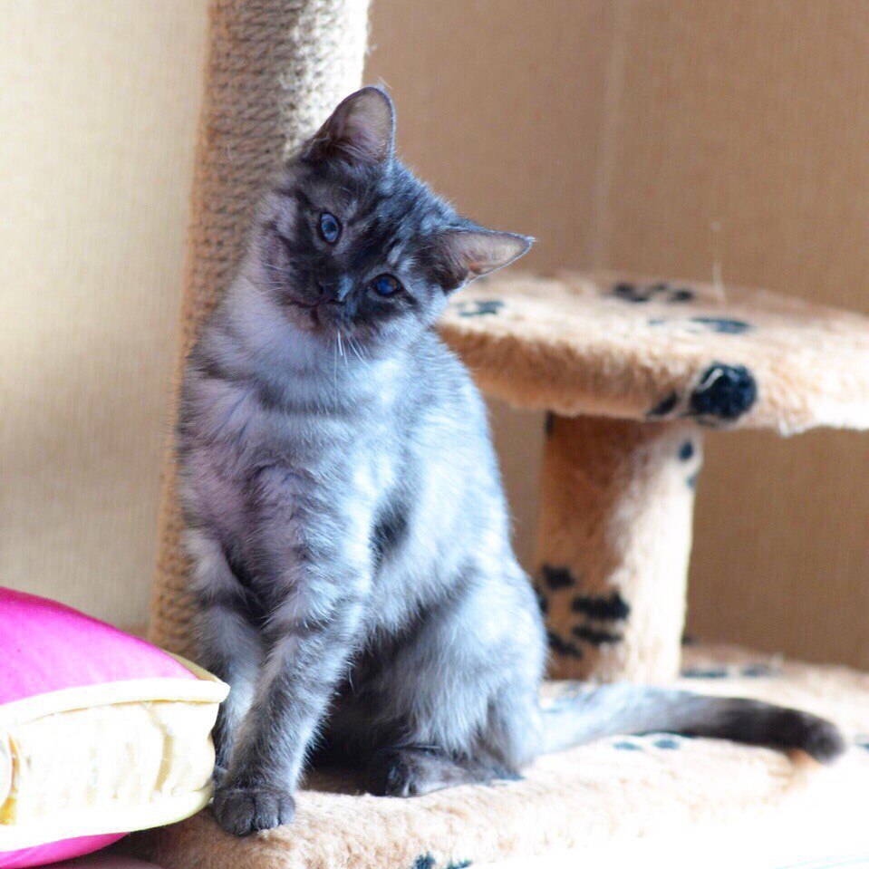 Кошки в нашей жизни. Кошки и все, что с ними связано.