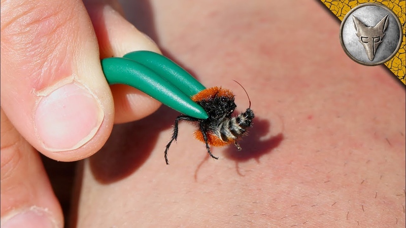 STUNG by a VELVET ANT!
