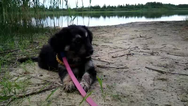 Йоль на дамбе