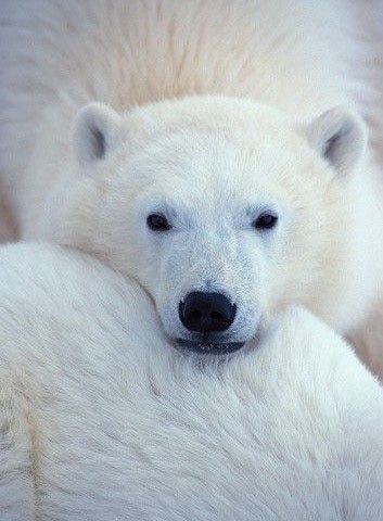Топ-25: Интересные факты о белых медведях Белый медведь, без сомнения, является одним из самых удивительных животных нашей планеты. Об этом говорит даже тот факт, что этим величественным