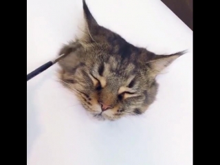 Самый лучший гиперреалистичный рисунок кота!