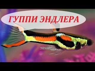 Гуппи Эндлера в аквариуме. Содержание, размножение, кормление и уход.