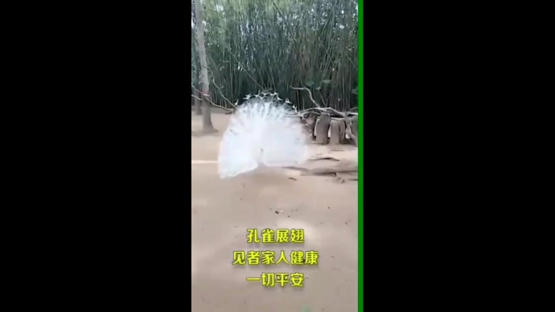 гаруда