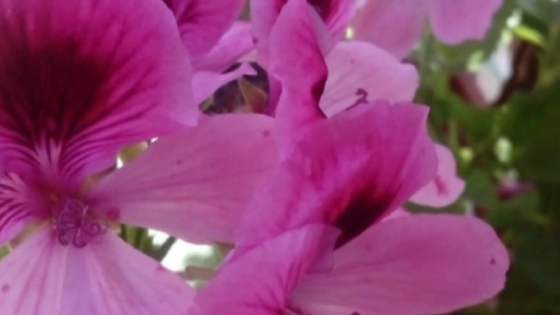 Self-Love and Care - Pleiadian Eyha