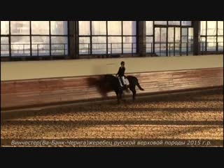 Винчестер(Ва-Банк-Черига)жеребец русской верховой породы 2015 г.р.
