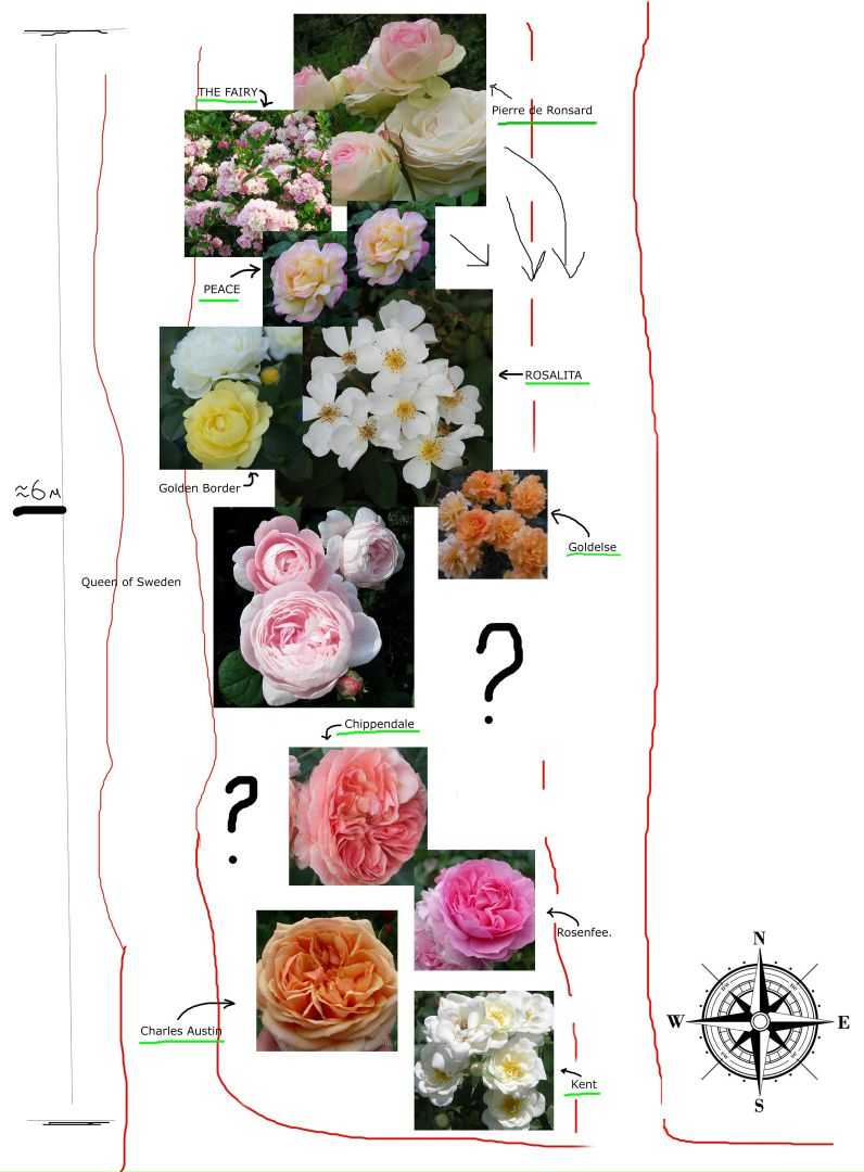 Сочетания роз в розарии схемы и примеры