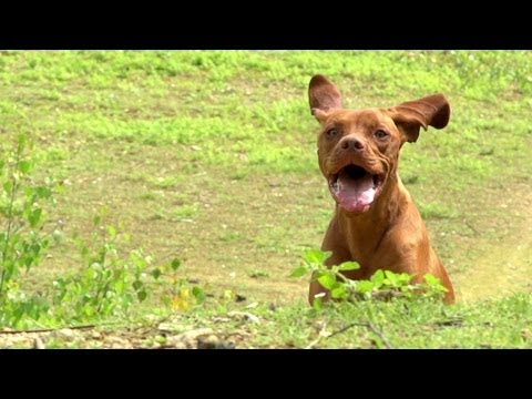 Tom Ruby - One Man And His Trail Dog